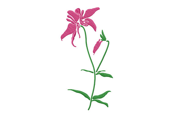Pink Columbine Flower Review